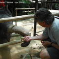 20090417 Half Day Safari - Elephant  41 of 42 